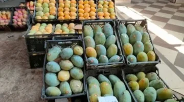 استقرار ملحوظ في أسعار الفاكهة بأسواق الأقصر اليوم الأحد وتفاصيل بيع المانجو